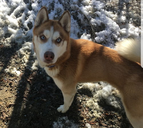Cooper - adoption pending