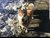 Cooper - adoption pending