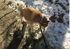 Cooper - adoption pending