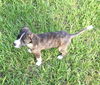 Marlie