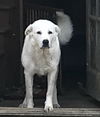 Bijou