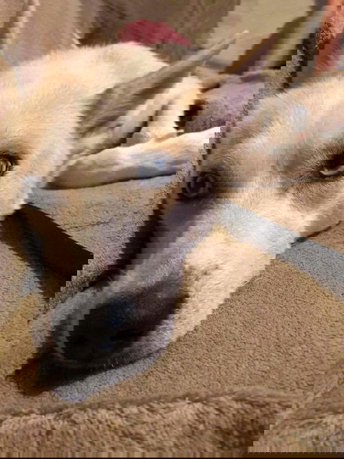 Luna 2019