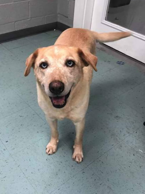 Buddy (senior)