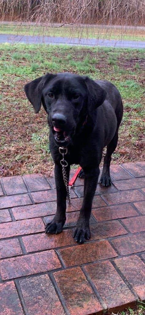 adoptable Dog in Newport, NH named Shadow