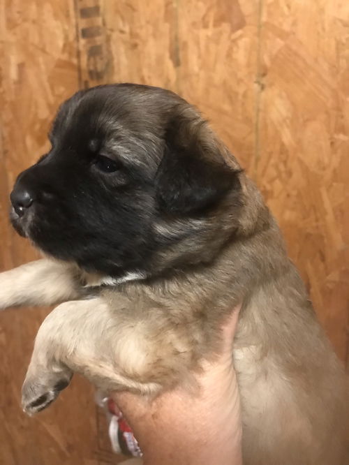 Lucine available mid March
