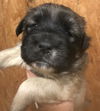 Lucine available mid March