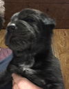 Kilo available mid March
