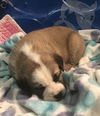 Castor available mid March