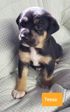 Tessa available mid Oct