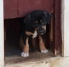 Tessa available mid Oct