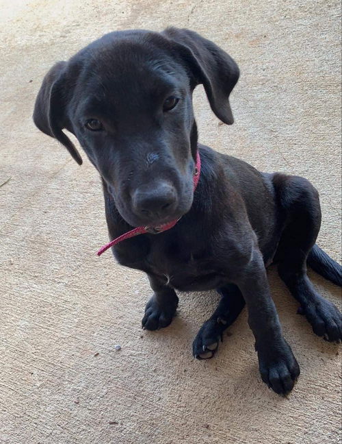 Hera available mid Oct