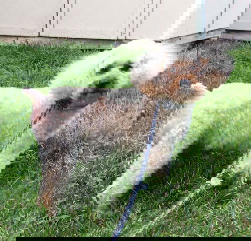 Cotton
