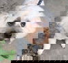 Cotton