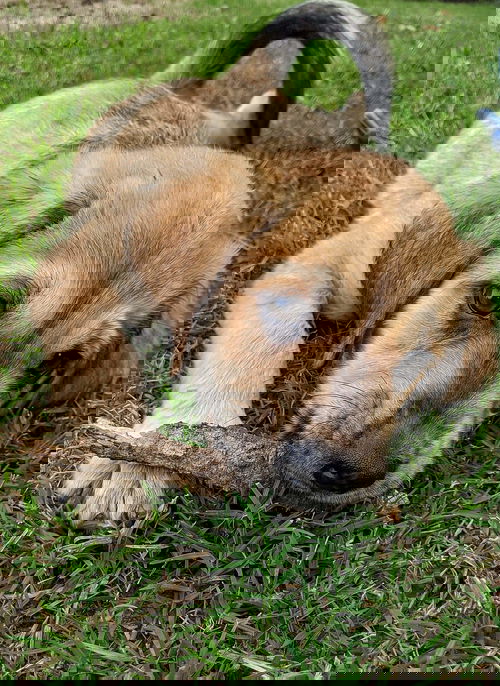 Bruno
