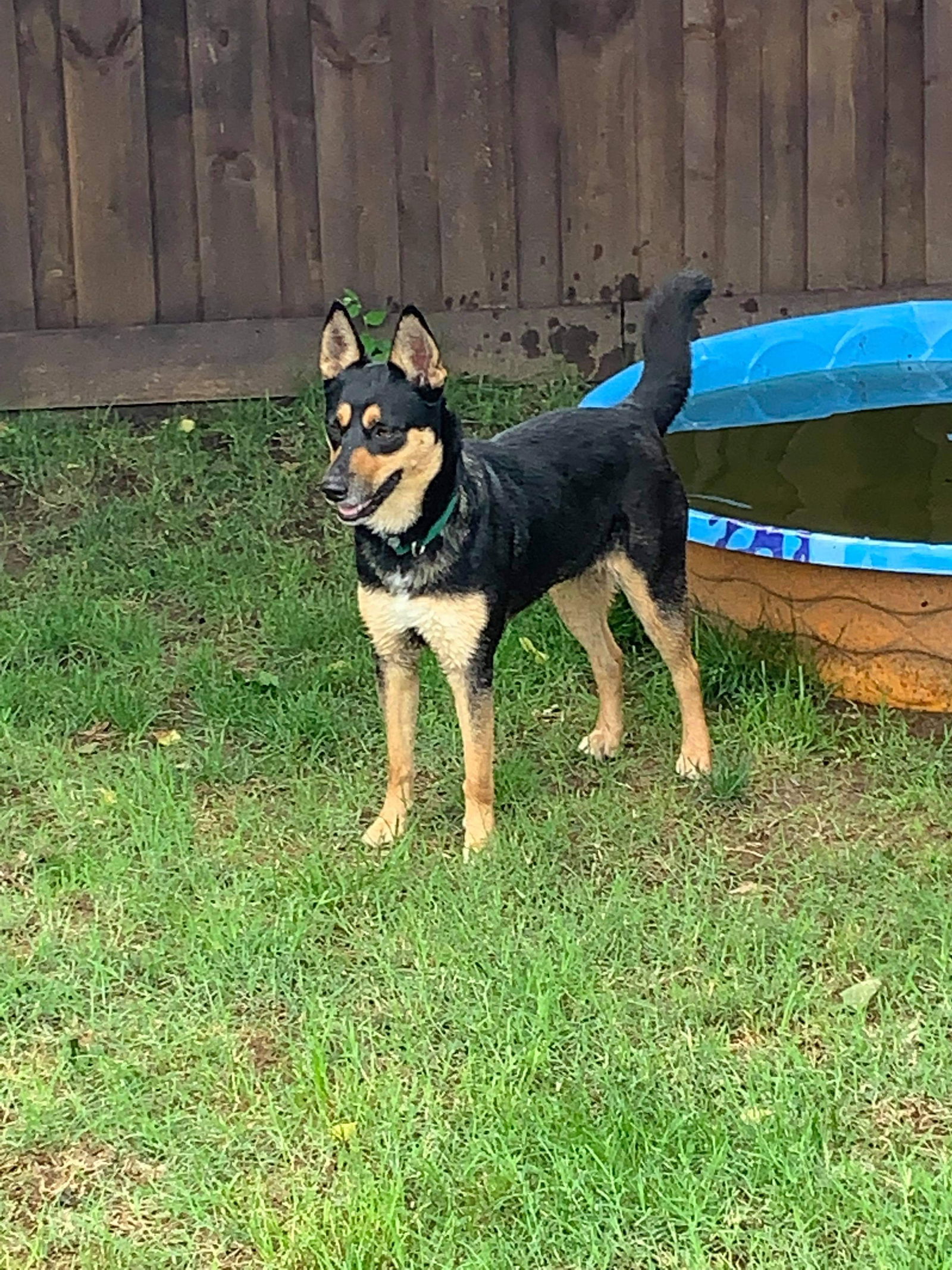 Kelpie cross sale blue heeler info