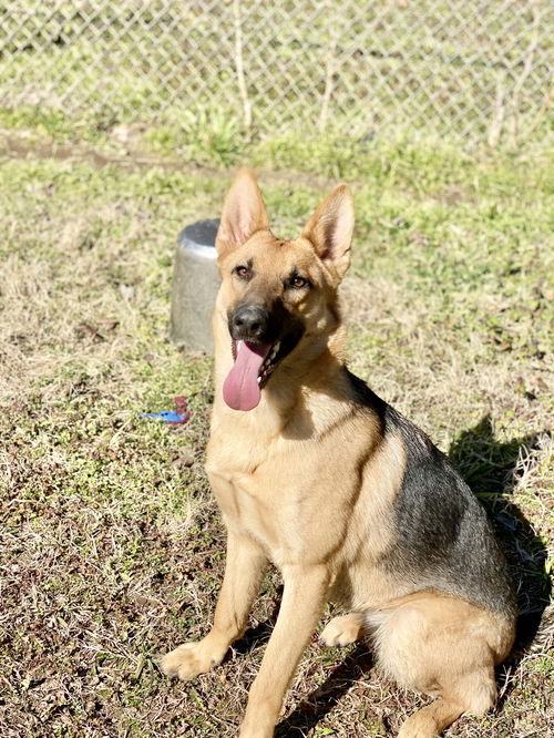 Heidi
