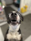 Speckles
