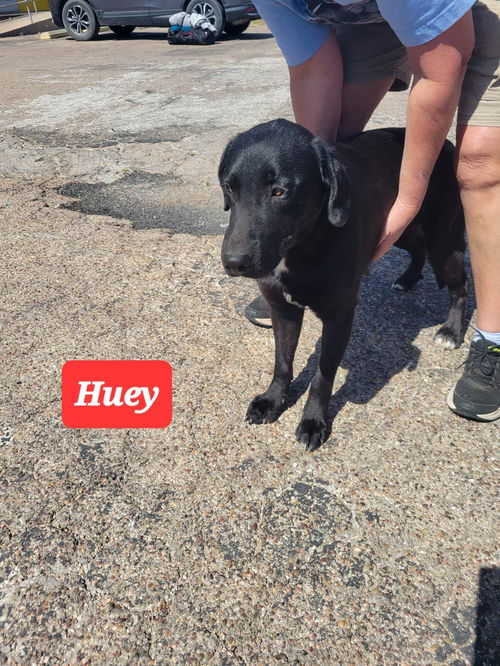 Huey