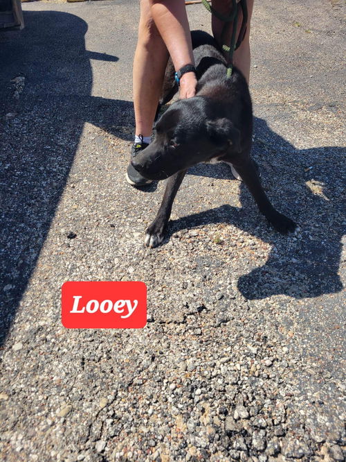 Looey