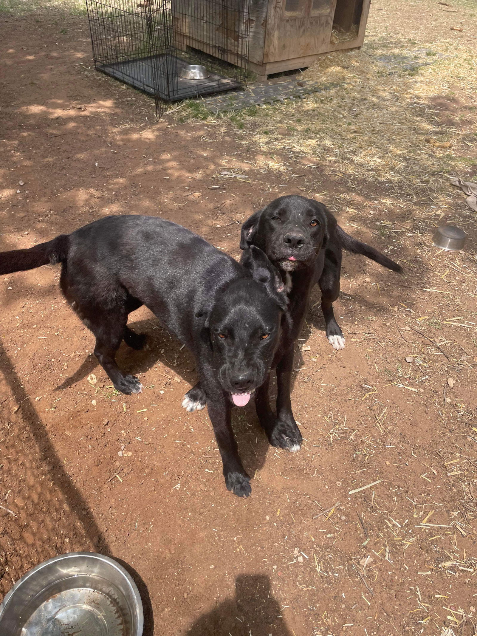 Dog for Adoption - Looey, a Labrador Retriever in Milford, NH | Alpha Paw