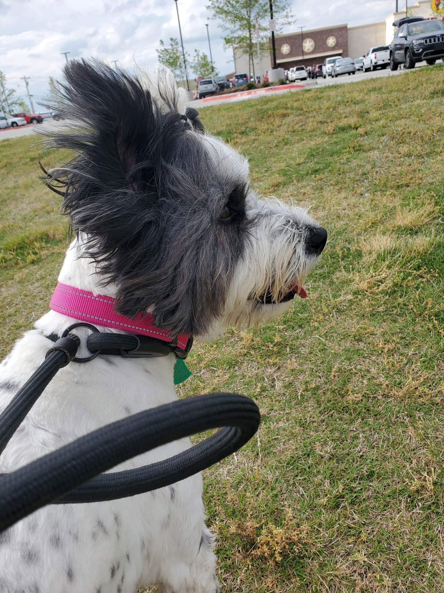 Dog for Adoption Simone, a Bearded Collie in Newfane, VT Alpha Paw