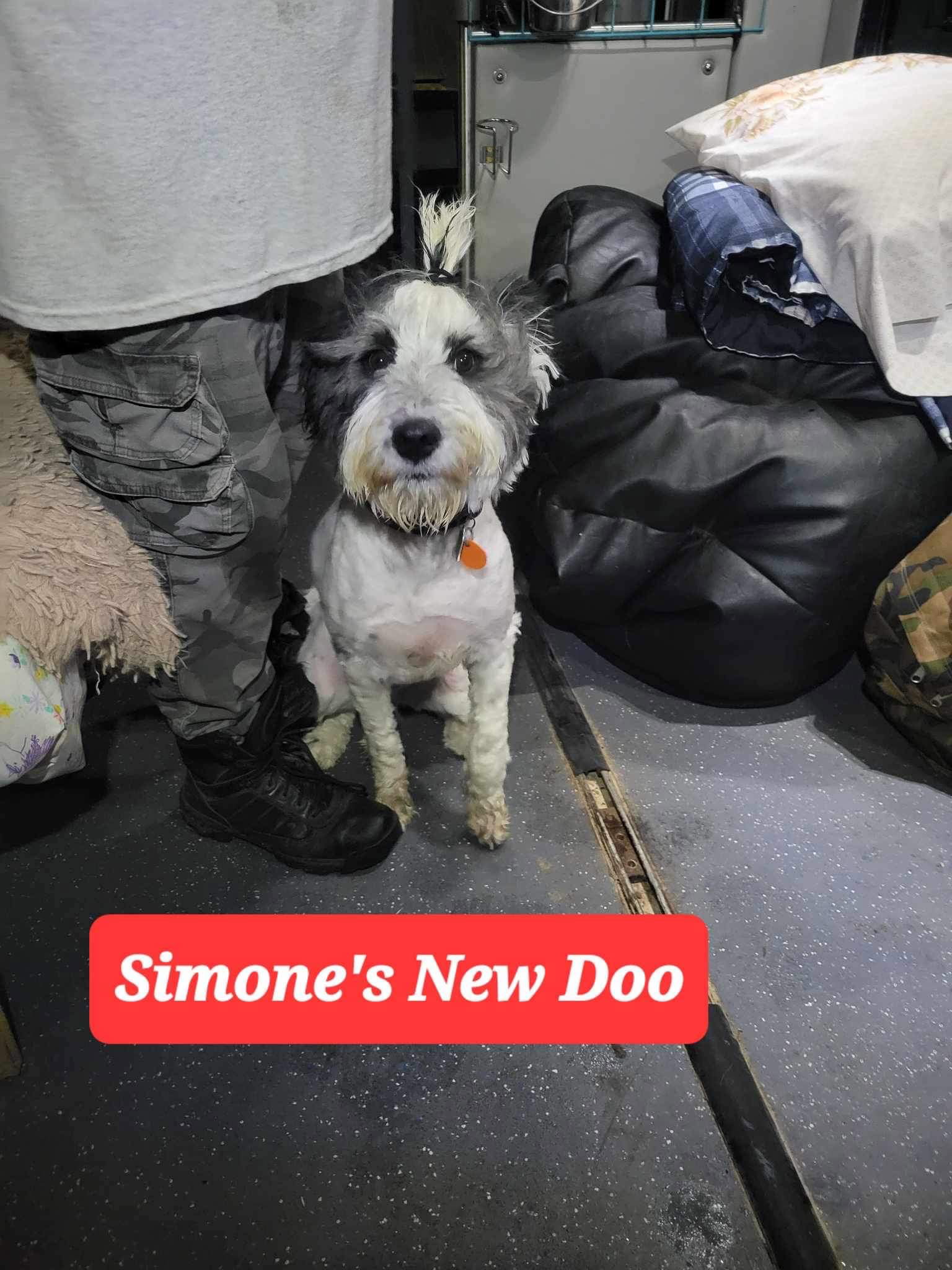 Dog for Adoption Simone, a Bearded Collie in Newfane, VT Alpha Paw