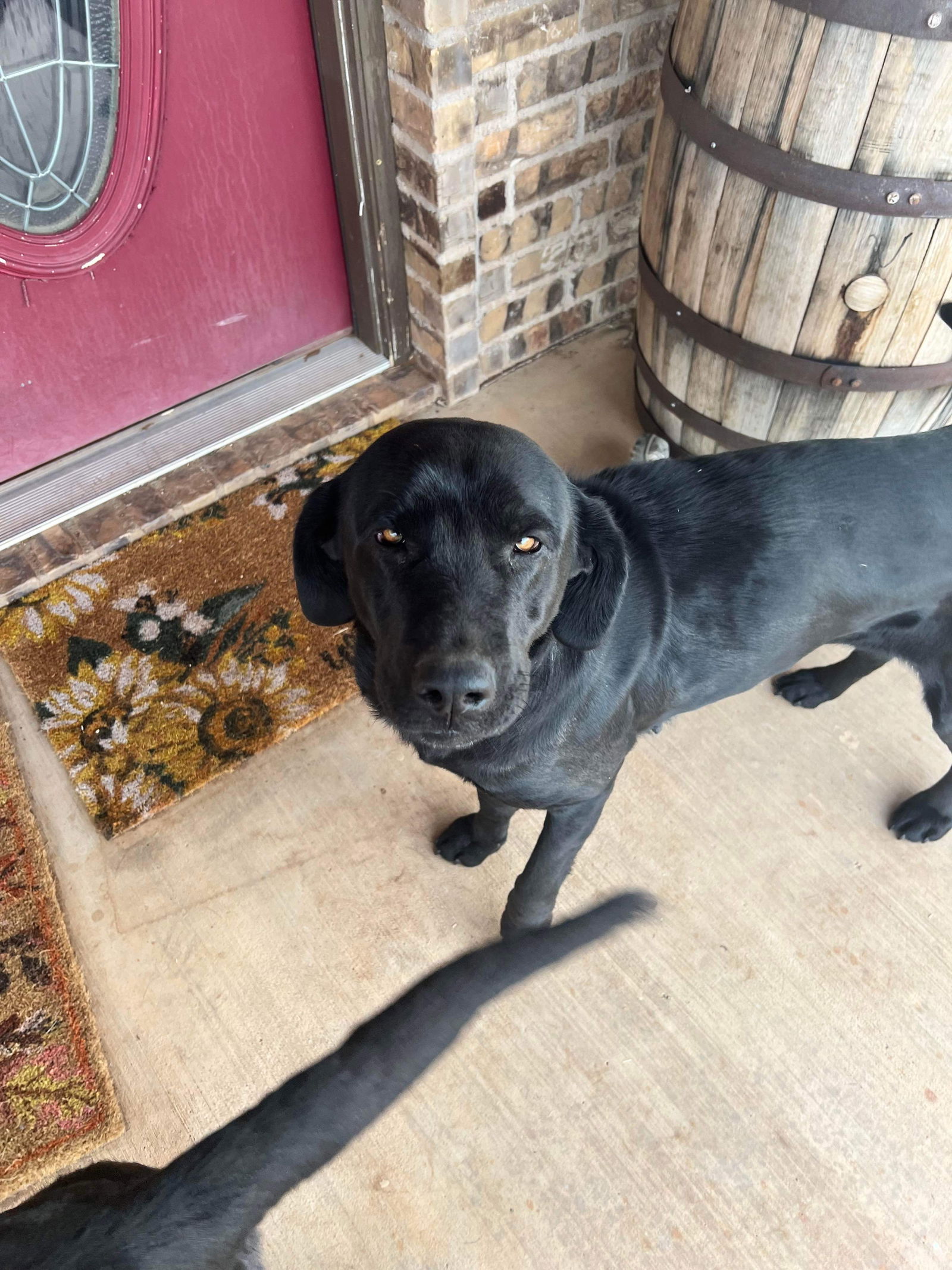 Dog for Adoption - Bentley and Bailey, a Labrador Retriever in Concord ...