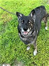 adoptable Dog in newport, OR named Marley