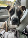 adoptable Dog in , NH named Ark