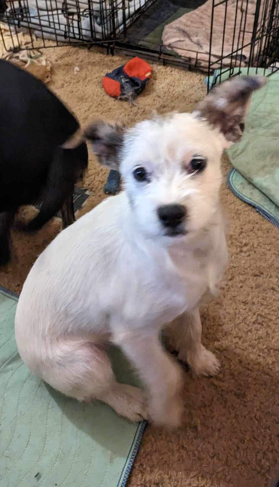 Dog for Adoption Midge, a Terrier in Concord, NH Alpha Paw
