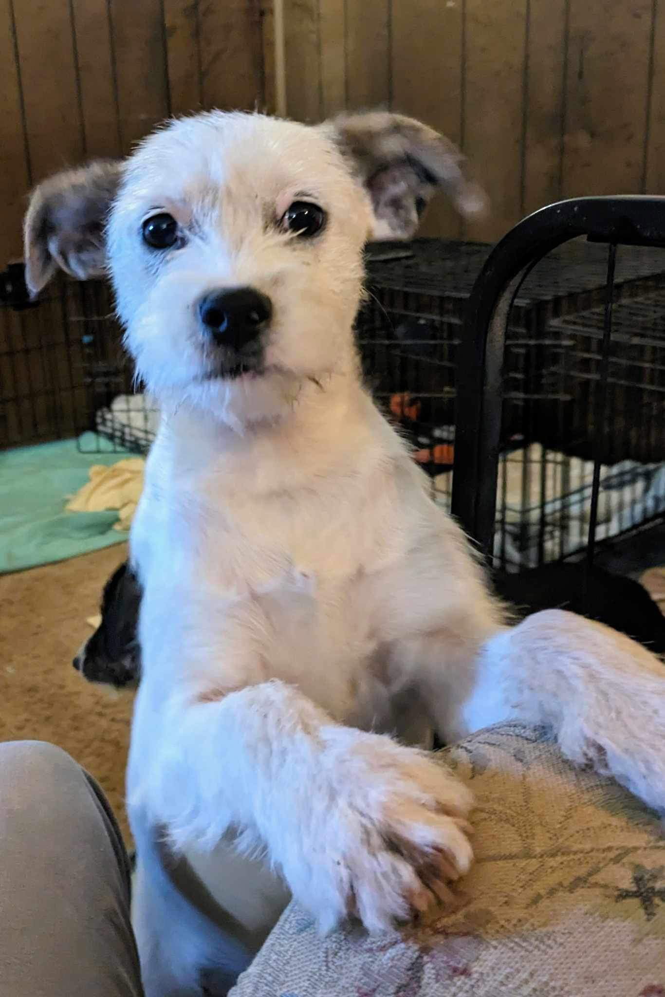 Dog for Adoption Midge, a Terrier in Concord, NH Alpha Paw