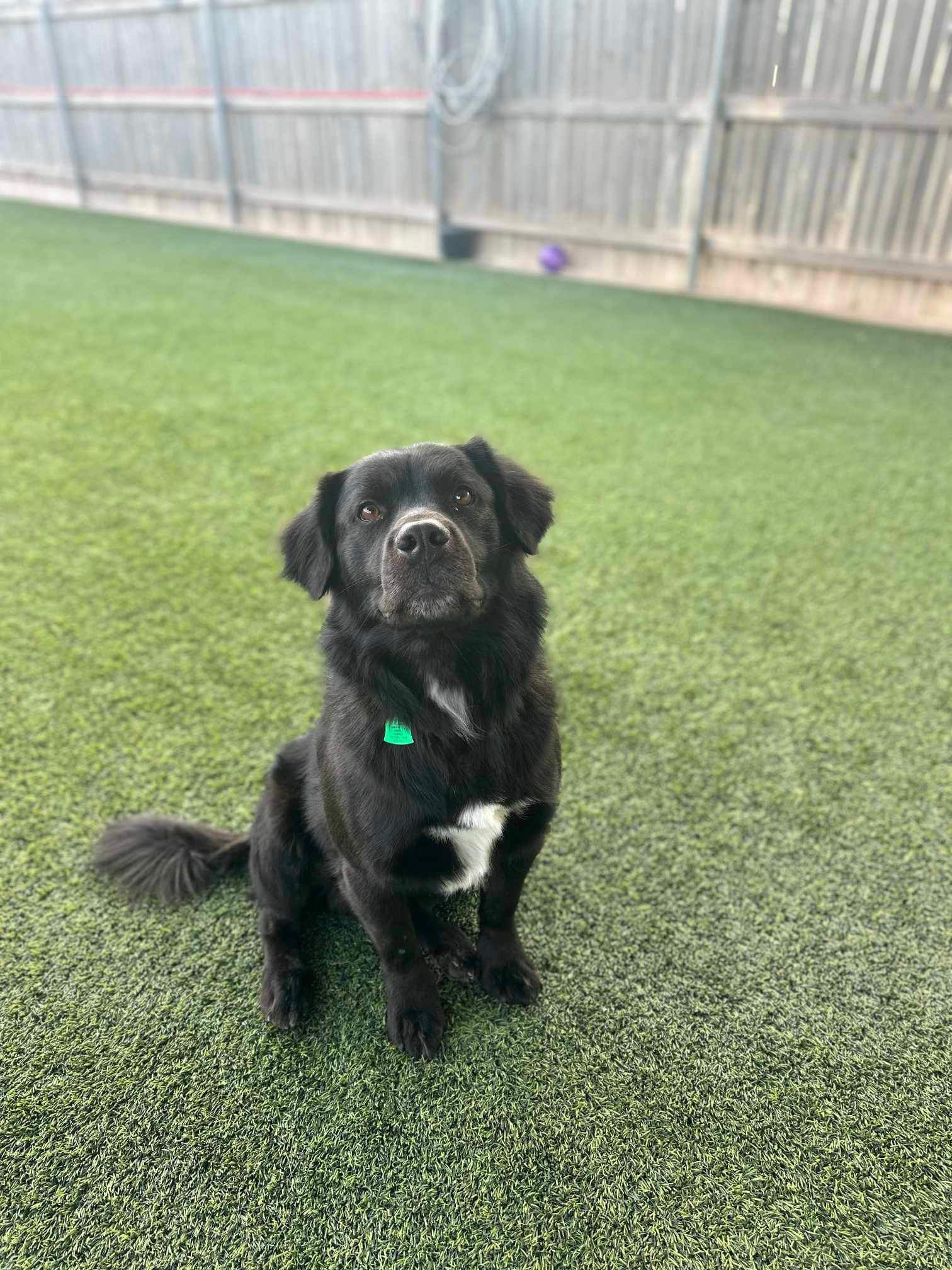 adoptable Dog in Newport, NH named Oso