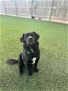 adoptable Dog in , NH named Oso