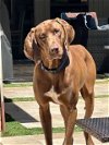adoptable Dog in newport, OR named Elvis