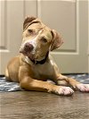 adoptable Dog in newport, NH named Starlight