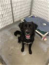 adoptable Dog in , NH named Sal