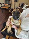 adoptable Dog in newport, NH named Luna
