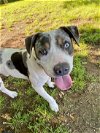 adoptable Dog in , NH named Balton