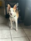 adoptable Dog in newport, OR named Elle Mae