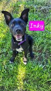 adoptable Dog in , NH named Inky