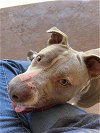 adoptable Dog in , NH named Honey