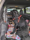 adoptable Dog in , NH named Hank