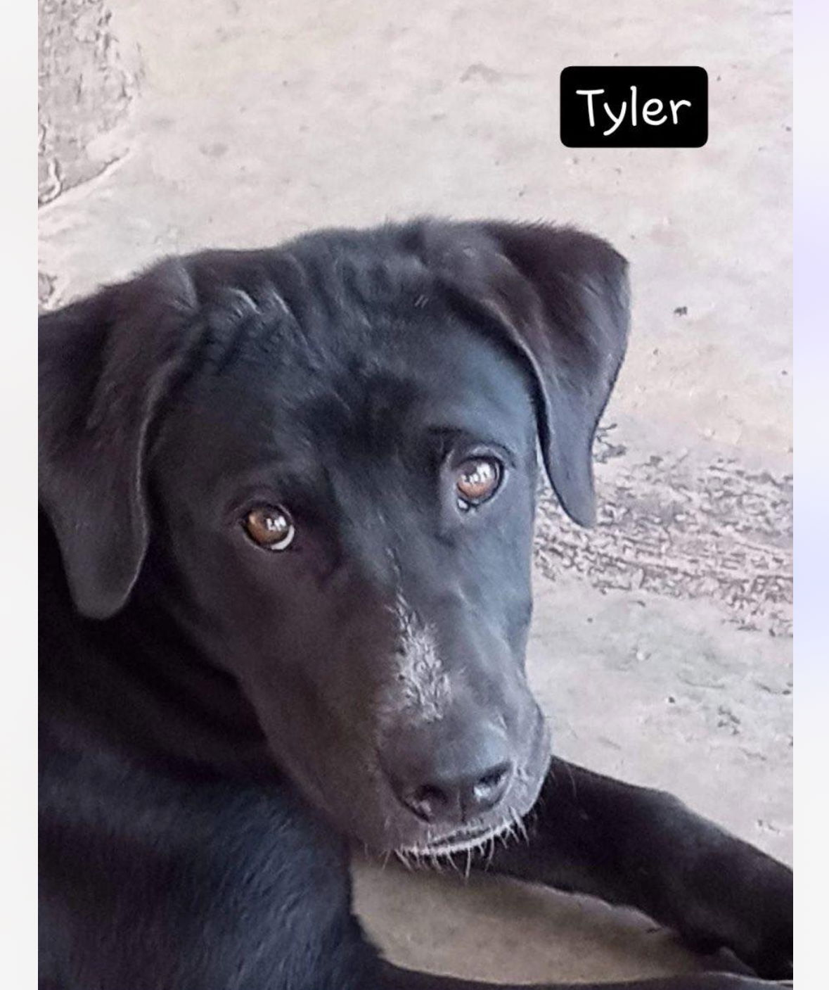 adoptable Dog in Newport, NH named Tyler