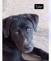 adoptable Dog in newport, OR named Tyler