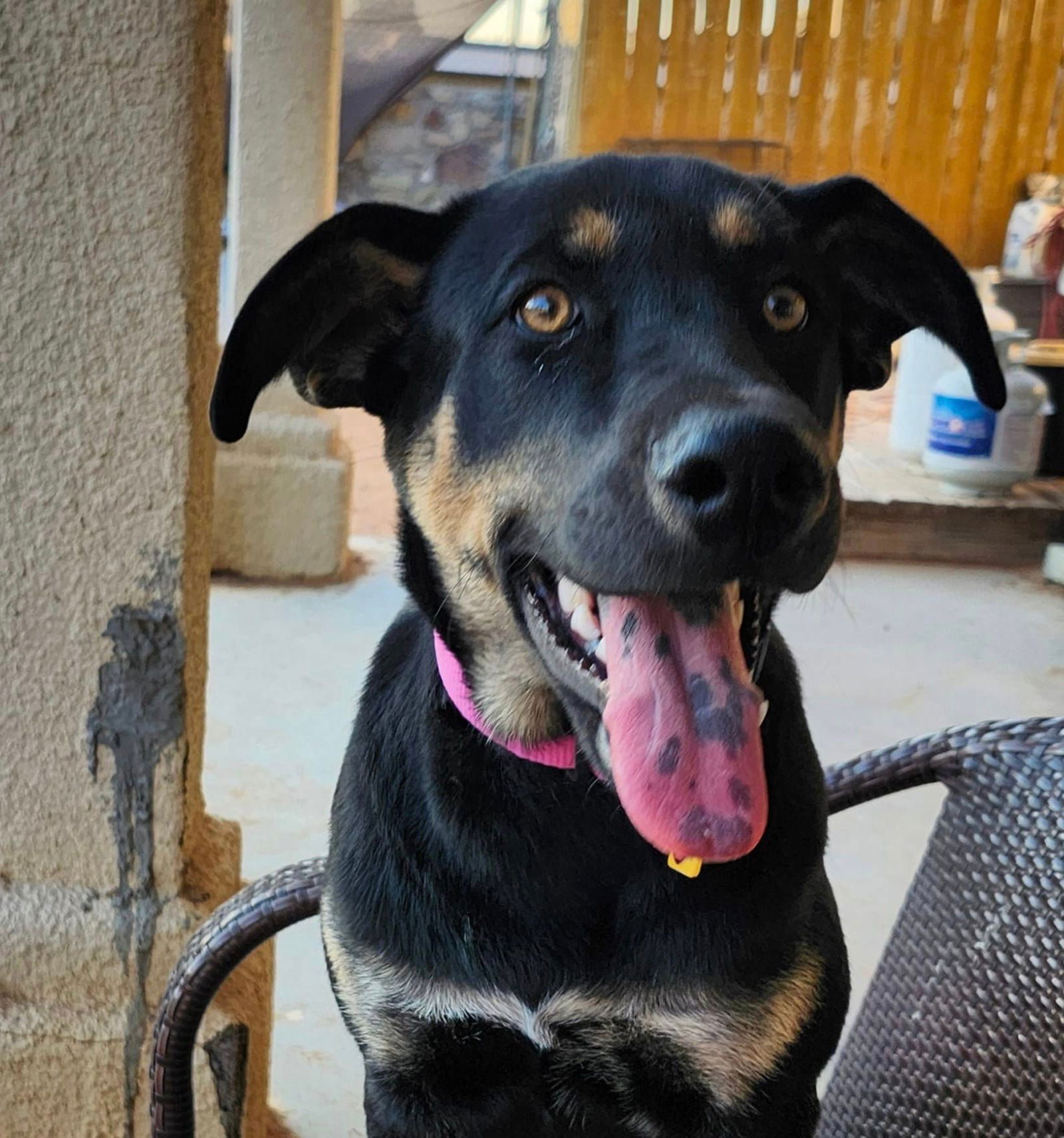 adoptable Dog in Newport, NH named Faith