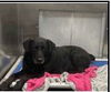 adoptable Dog in , NH named Amanda