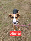 Alberto