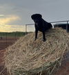 Thelma