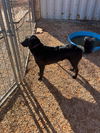 Thelma