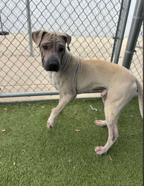 Kipper - Shar Pei / Mixed (short coat)